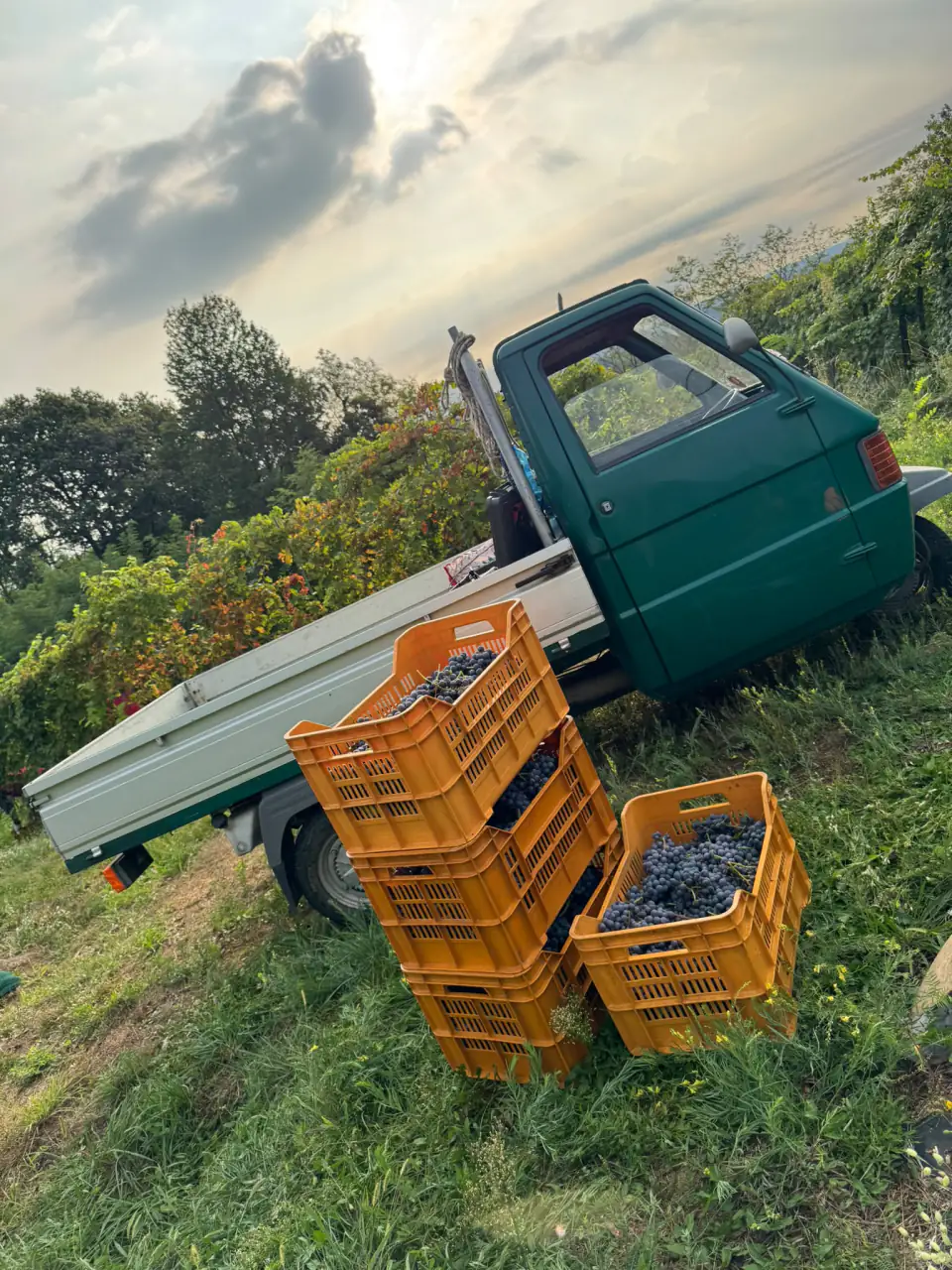 L'Apecar carica di cassette d'uva alla prima vendemmia