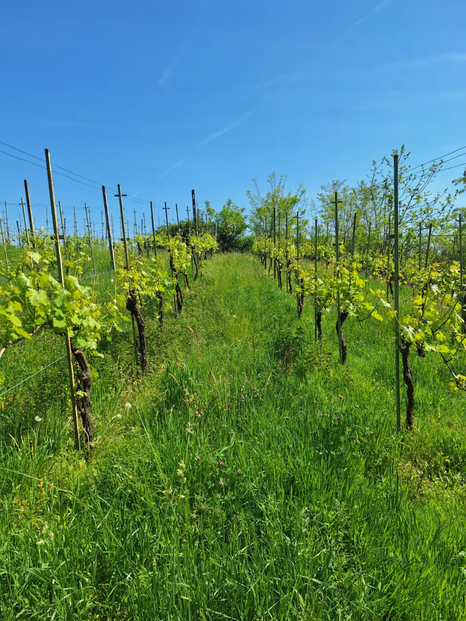 Filari verdi in primavera