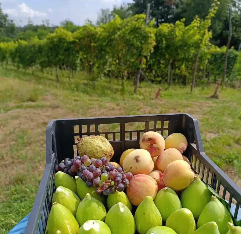 Cassetta di fichi, pesche e uva raccolti vicino alla vigna