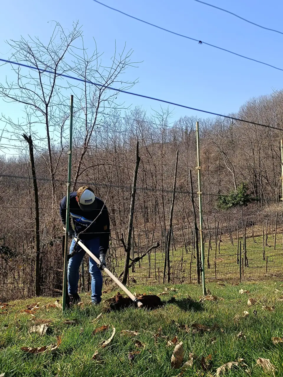 Lavoro in vigna a fine inverno
