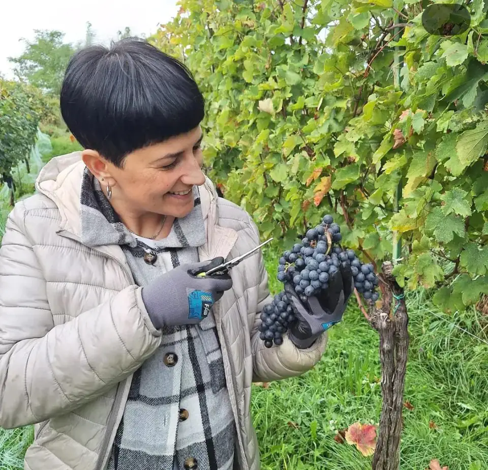 Ritratto di Valentina che taglia un grappolo
