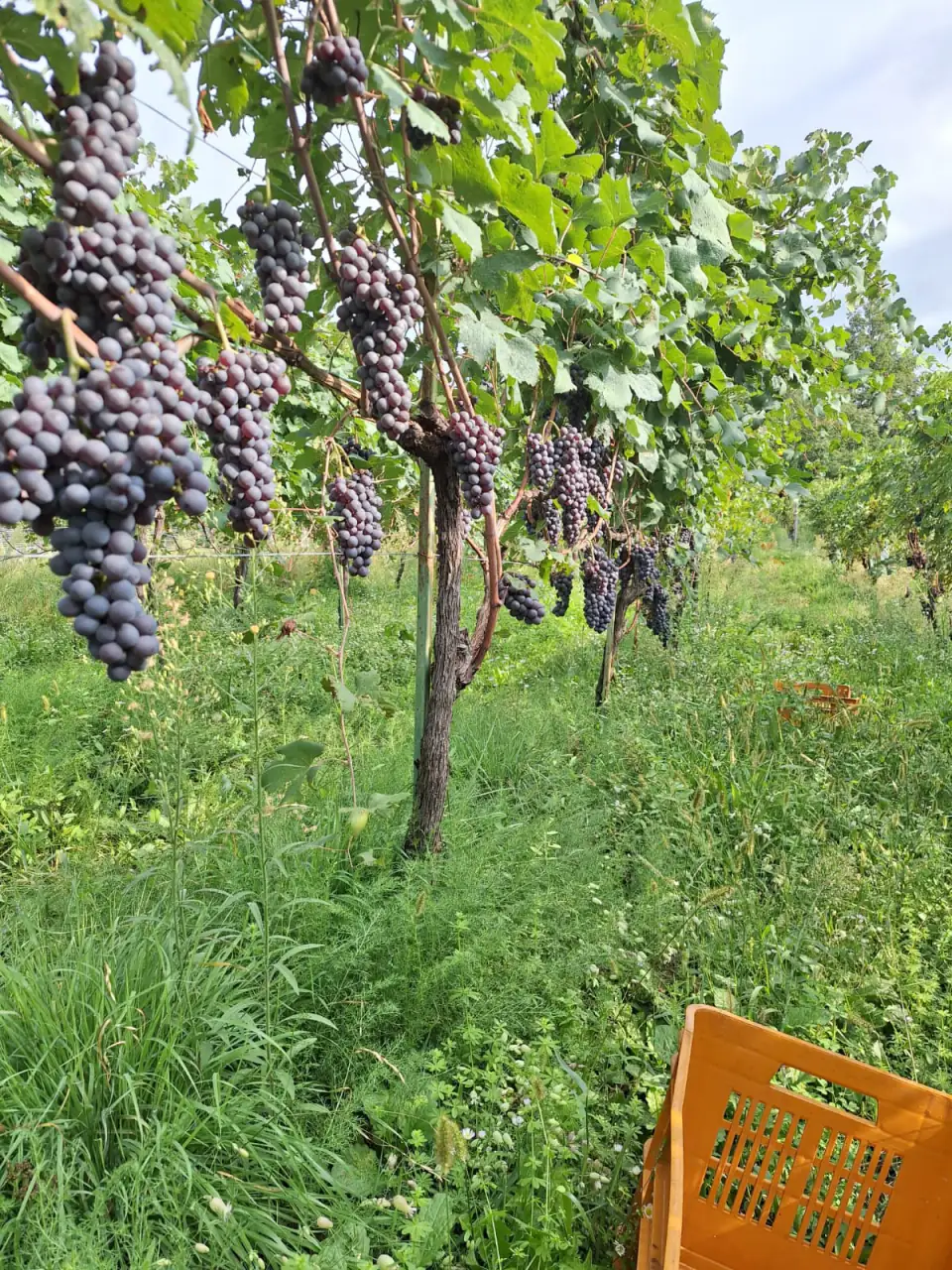 Grappoli pronti per la vendemmia con la cassetta arancione